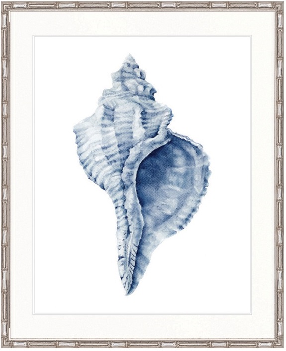 "Designer Boys Collections" Exquisite Shell III Indigo Blue Artwork, Careel Bay Shell Collection