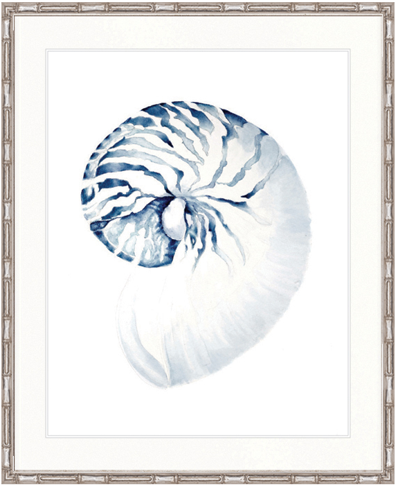 "Designer Boys Collections" Exquisite Shell II Indigo Blue Artwork, Careel Bay Shell Collection