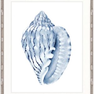 "Designer Boys Collections" Exquisite Shell V Indigo Blue Artwork, Careel Bay Shell Collection
