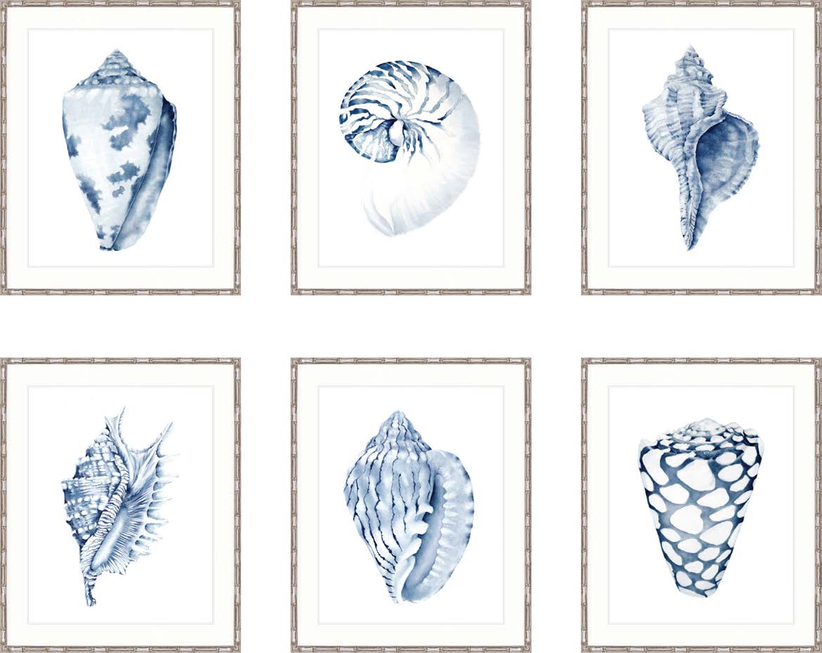 "Designer Boys Collections" Exquisite Shell VI Indigo Blue Artwork, Careel Bay Shell Collection - Image 4