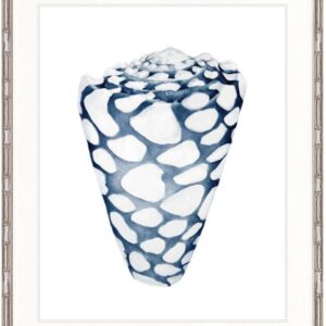 "Designer Boys Collections" Exquisite Shell VI Indigo Blue Artwork, Careel Bay Shell Collection