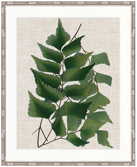 "Designer Boys Collections" Tropical Evergreen II Artwork, Elysium Tropical Collection
