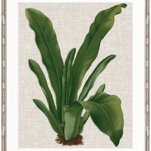 wp-image-tigress-30981.png "Designer Boys Collections" Tropical Evergreen IV Artwork, Elysium Tropical Collection