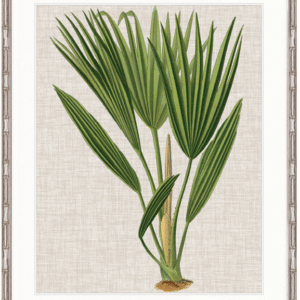 wp-image-tigress-31020.png "Designer Boys Collections" Tropical Evergreen VI Artwork, Elysium Tropical Collection
