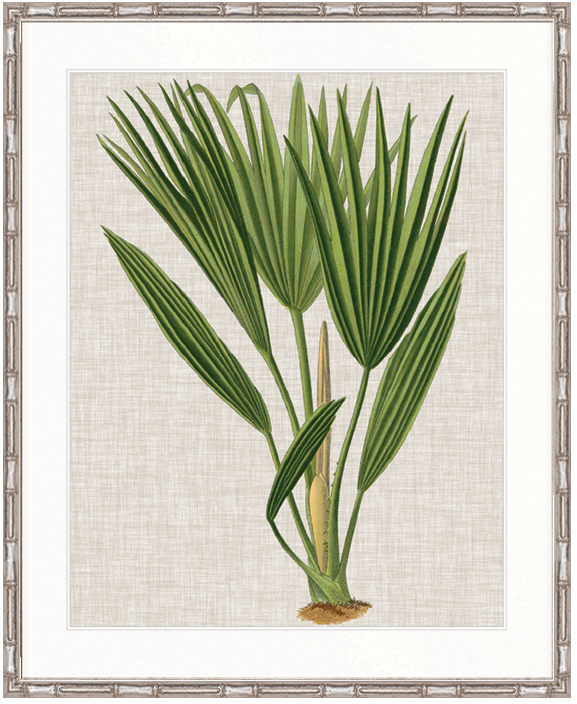 "Designer Boys Collections" Tropical Evergreen VI Artwork, Elysium Tropical Collection
