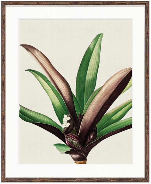 "Designer Boys Collections" Lush Tropic I Artwork, Amali Tropic Collection - Image 2