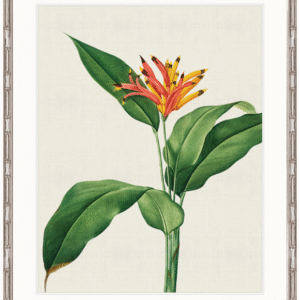 wp-image-tigress-32041.png "Designer Boys Collections" Lush Tropic II Artwork, Amali Tropic Collection