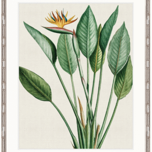 wp-image-tigress-32198.png "Designer Boys Collections" Lush Tropic VI Artwork, Amali Tropic Collection