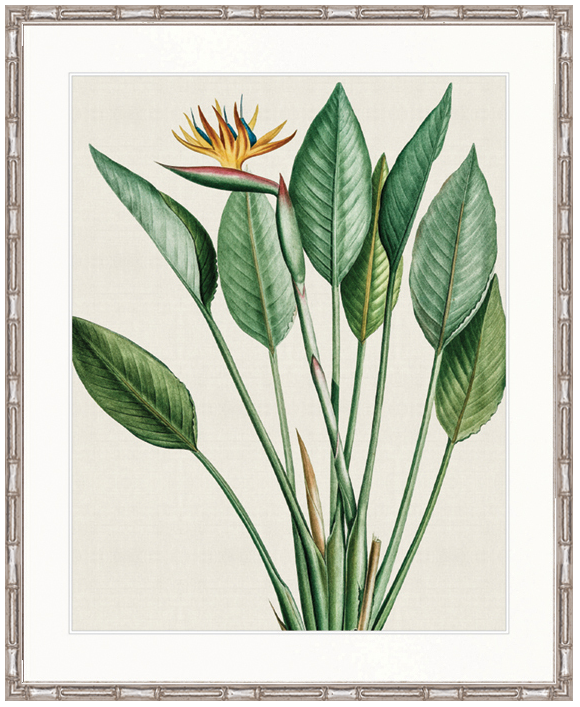 "Designer Boys Collections" Lush Tropic VI Artwork, Amali Tropic Collection