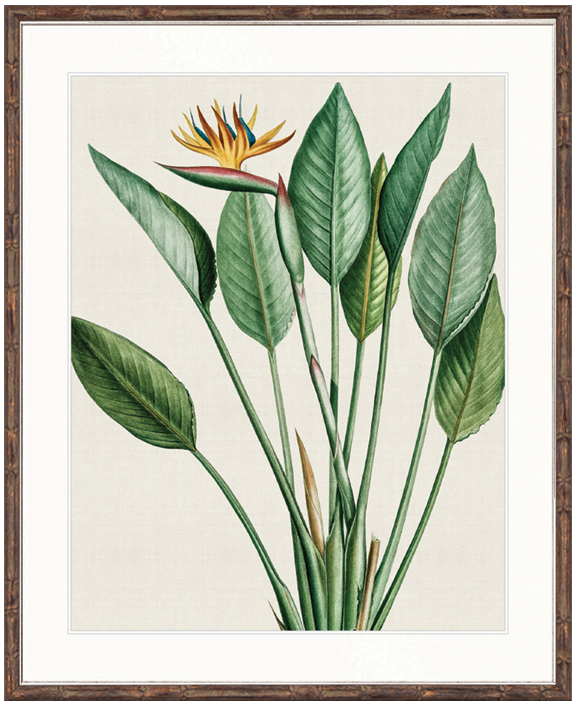 "Designer Boys Collections" Lush Tropic VI Artwork, Amali Tropic Collection - Image 2