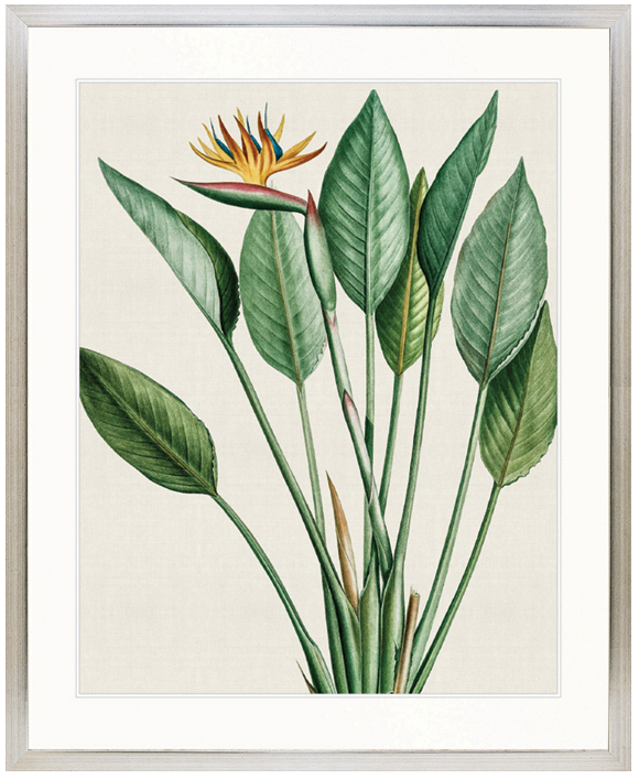"Designer Boys Collections" Lush Tropic VI Artwork, Amali Tropic Collection - Image 3