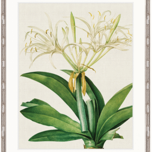 wp-image-tigress-32228.png "Designer Boys Collections" Lush Tropic VII Artwork, Amali Tropic Collection