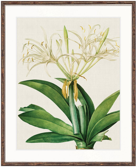 "Designer Boys Collections" Lush Tropic VII Artwork, Amali Tropic Collection - Image 2
