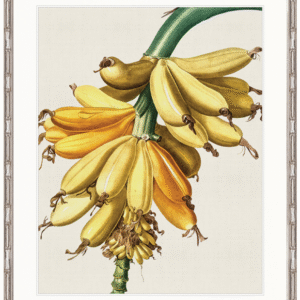 wp-image-tigress-32288.png "Designer Boys Collections" Lush Tropic X Artwork, Amali Tropic Collection