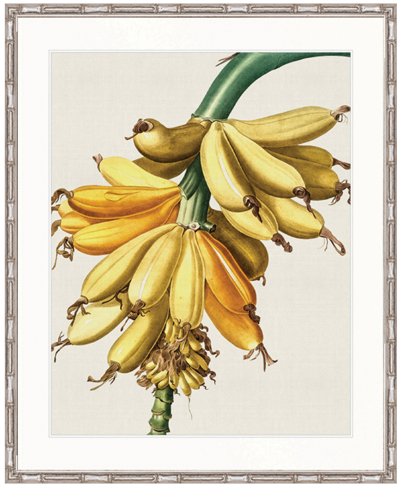 "Designer Boys Collections" Lush Tropic X Artwork, Amali Tropic Collection