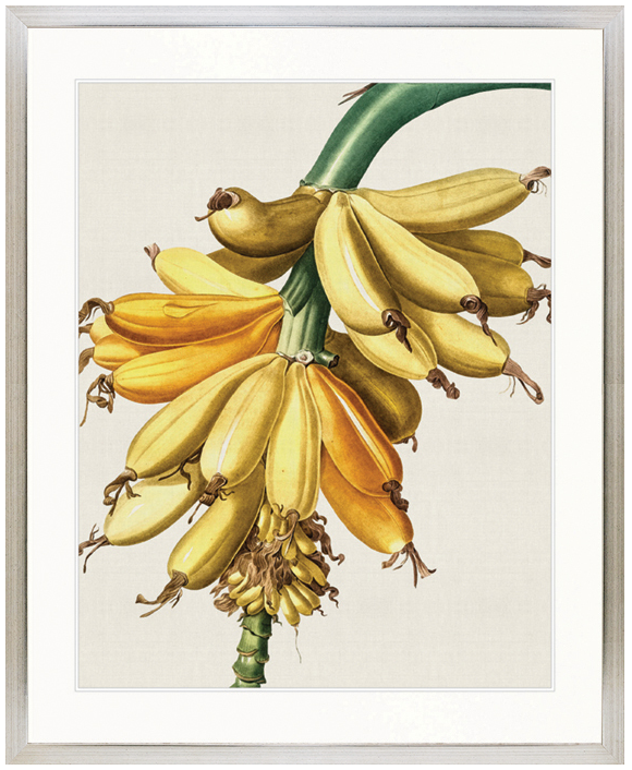 "Designer Boys Collections" Lush Tropic X Artwork, Amali Tropic Collection - Image 3