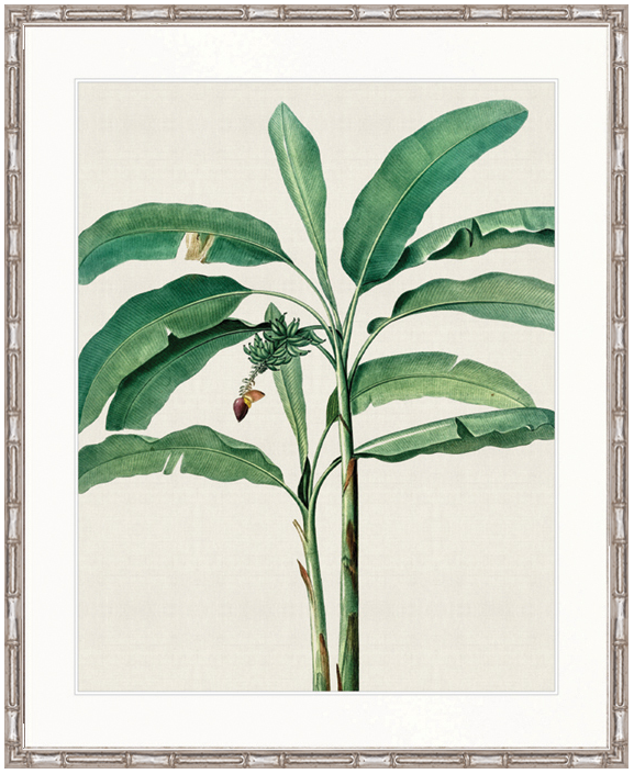 "Designer Boys Collections" Lush Tropic XII Artwork, Amali Tropic Collection