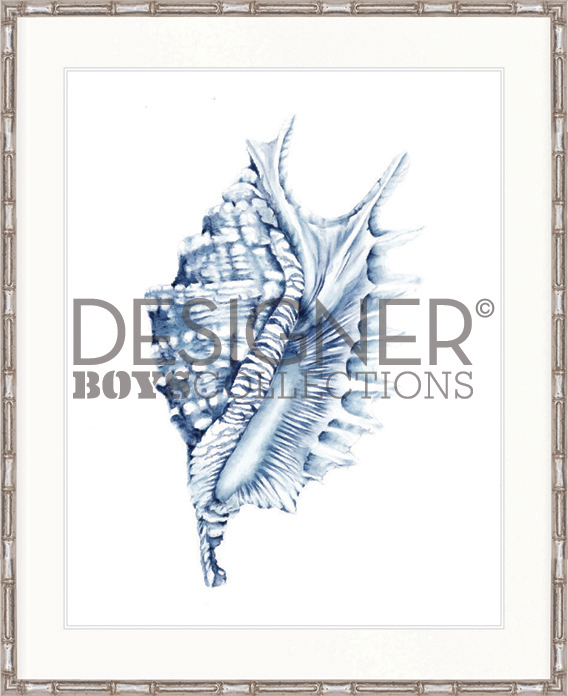 "Designer Boys Collections" Exquisite Shell IV Indigo Blue Artwork, Careel Bay Shell Collection - Image 2