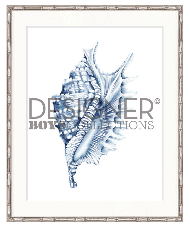 "Designer Boys Collections" Exquisite Shell IV Indigo Blue Artwork, Careel Bay Shell Collection - Image 5