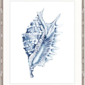 "Designer Boys Collections" Exquisite Shell IV Indigo Blue Artwork, Careel Bay Shell Collection
