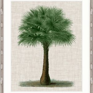 wp-image-tigress-41668.jpg "Designer Boys Collections" ST AMAN PALM VI, ST AMAN PALM COLLECTION