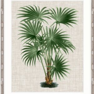 wp-image-tigress-41696.jpg "Designer Boys Collections" ST AMAN PALM V, ST AMAN PALM COLLECTION