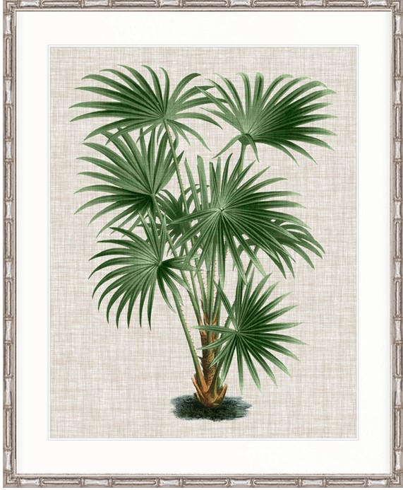 "Designer Boys Collections" ST AMAN PALM V, ST AMAN PALM COLLECTION