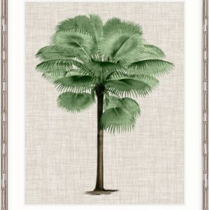 wp-image-tigress-41726.jpg "Designer Boys Collections" ST AMAN PALM IV, ST AMAN PALM COLLECTION