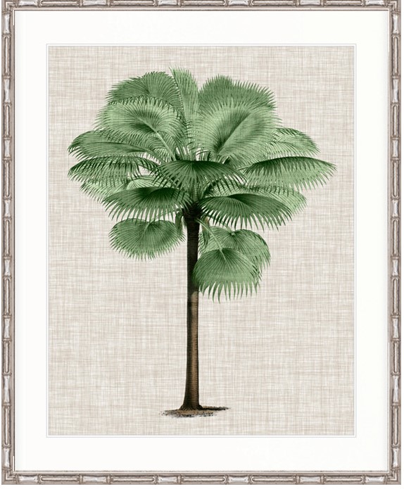 "Designer Boys Collections" ST AMAN PALM IV, ST AMAN PALM COLLECTION