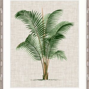 wp-image-tigress-41795.jpg "Designer Boys Collections" ST AMAN PALM III, ST AMAN PALM COLLECTION