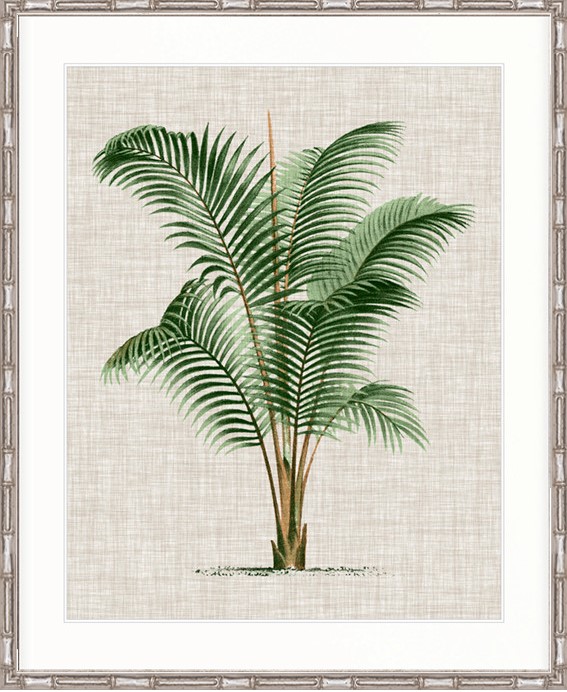 "Designer Boys Collections" ST AMAN PALM III, ST AMAN PALM COLLECTION