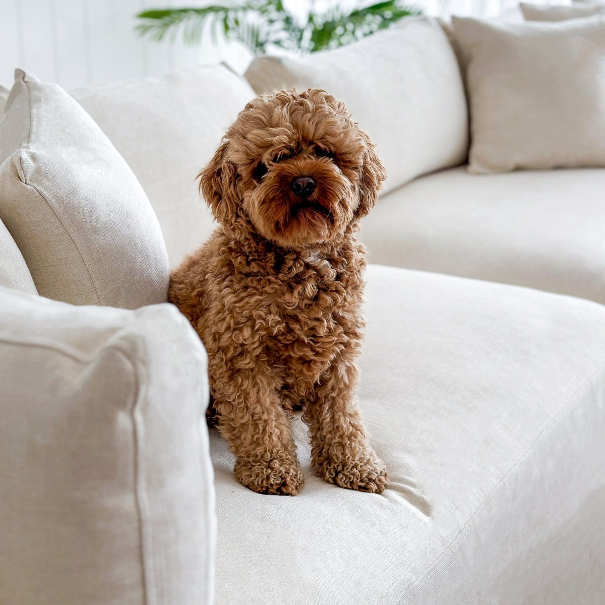Marbella Modular Sofa Ivory Right, W 300 D 250 H 85cm (RRP $6149) - Image 11
